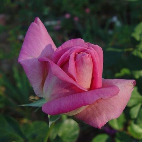 Róża wielkokwiatowa - Hybrid Tea - Róża - Flamingo - 
